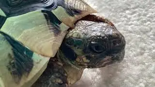 Sparky my tortoise&rsquo;s world everday