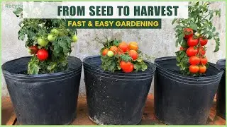 How to grow Dwarf Cherry Tomatoes from seeds