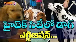 PeTex india 2018 : India's Largest Dog Show in Hyderabad | Prime9 News