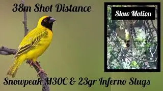 Southern Masked Weaver Pest Control #1 - With Snowpeak M30C & Inferno Slugs