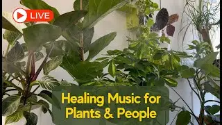 🔴 LIVE 🍃 Healing Frequency Music for Plants & People – Relax, Heal & Grow