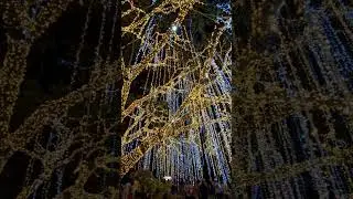 MAGICAL HERITAGE TREE | VILLAR CITY #heritage #tree