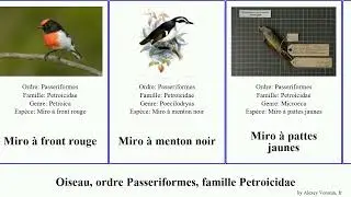Oiseau, ordre Passeriformes, famille Petroicidae miro front face birds rouge noir blanc blanche