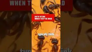 You can smell ants when they&rsquo;re mad