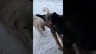 Бой - крупным планом #dogs #голденретривер #goldenretriever #germanshepherd #немецкаяовчарка #собака