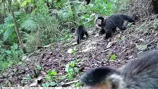 Macacos, quati e até uma raposa