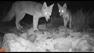 Pareja zorro culpeo (Lycalopex culpaeus)
