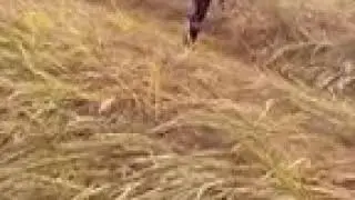 Black scorpion of SOCADEF Furu Awa