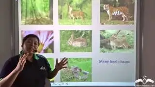 Forest ecosystem