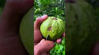 fresh raw guava cutting #fruit #short 🍐🍐🍐