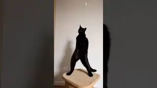 #cat #dance  #shorts #funny #catdance