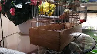Русская певчая канарейка. Лесной напев.