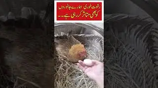 Rishwat Khori Hamaray Janwaron Ko Bhi Mutasir Kar Rahi Hai 😱