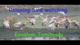 Relaxing bird watching in Kovalam, Tamilnadu