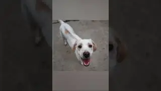 Meet Maya - #pawsandclaws #rescuedog #petadoption
