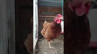 Backyard Chicken Farmer