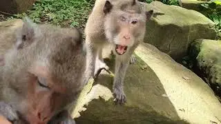 Wildlife monkeys in Amber troop - Wildlife Animal 597