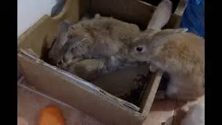 CONEJA AMAMANTANDO GAZAPOS  SILVER FOX RABBIT        RABBIT Breastfeeding