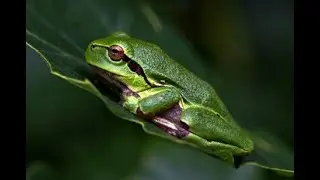 Cuidados de la Hyla Eximia