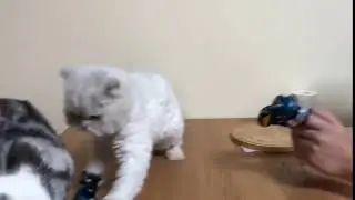 Kitten Wearing Tiny Boxing Gloves Hits Cat on Head - 986391