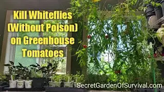 How to Kill Whiteflies (without poison) on Greenhouse Tomatoes