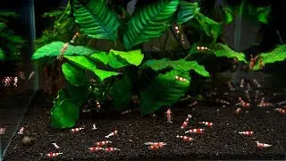 Shrimp Timelapse - Test