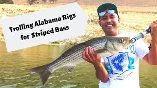 Trolling Alabama Rigs for Striped Bass
