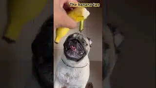Banana tax#pug #dog#shorts #funny