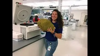 Genetic Diversity of Jackfruit in Asia - Jacky Vargas