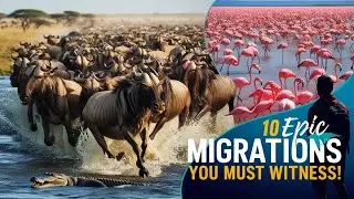 10 Bucket List Trips to Witness Stunning Animal Migrations!