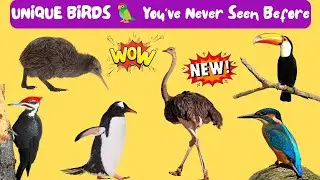 Top  Unique Birds in the World for Kids | Colorful & Fun Bird Facts 🦜🌈