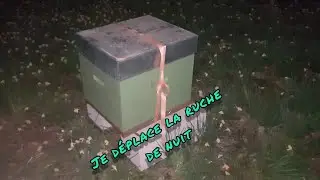 #48 D&eacute;placement d'une ruche