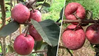 Thai Black Diamond Guava Plant Farming | ब्लैक डायमंड अमरूद के पौधे की जानकारी 
