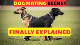 Why Do Dogs Get Stuck Together? The Science of the Dog Tie