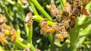 Caught in a Bee Swarm! Live Bee Removal