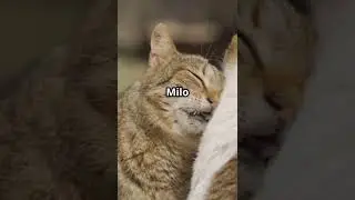 A story of a cat #friendship #ai #cat  #shorts