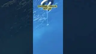 Trolling Lure Camera #canfish #trolling #shorts #fishing #sailing