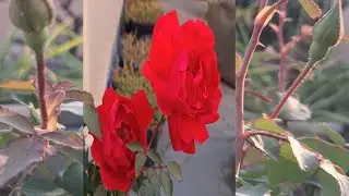 Уход за розами зимой | Уход за розами во время цветения | Советы, как получить больше роз