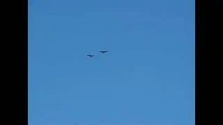 Ravens Flying in Synchronized Flight