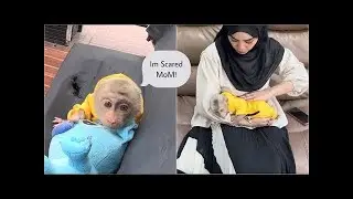 Baby Monkey Alpha hugged Mommy tightly because he was scared when he heard the sound of the engine