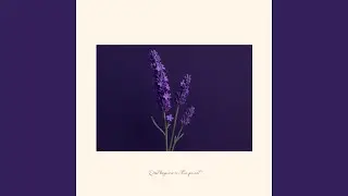 Lavender Waves Slowly Falling