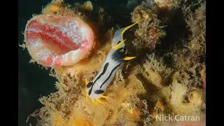 Crowned Nudibranch - Polycera capensis
