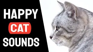 Sound To Make Your Cat Happy  |  Cat Sound
