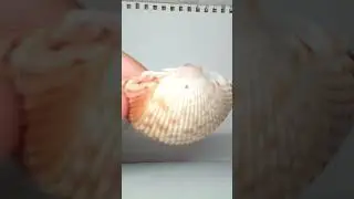 Seashell DIY ideas!!! #crafts #seashellcraft #diy #diycrafts