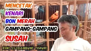 Update Ternak Merlok Ring SS | Stok Paud Remaja Dewasa Banyak Pilihan