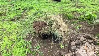 AVOCADO MULCHING AND WEEDING