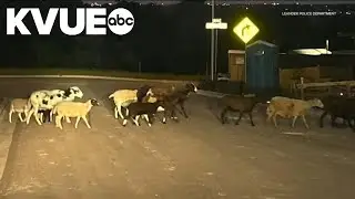 Police search for owners of lost sheep found in Leander, Texas