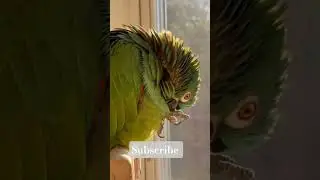 Parrot Grooming Its Feathers in Sunlight #talkingparot #parrottalking