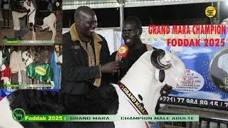 FODDAK 2025 / GRAND MARA LE MEILLEUR ET LE PLUS BEAU MALE DE LA 3éme édition