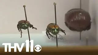 Invasive bugs more prevalent in the spring